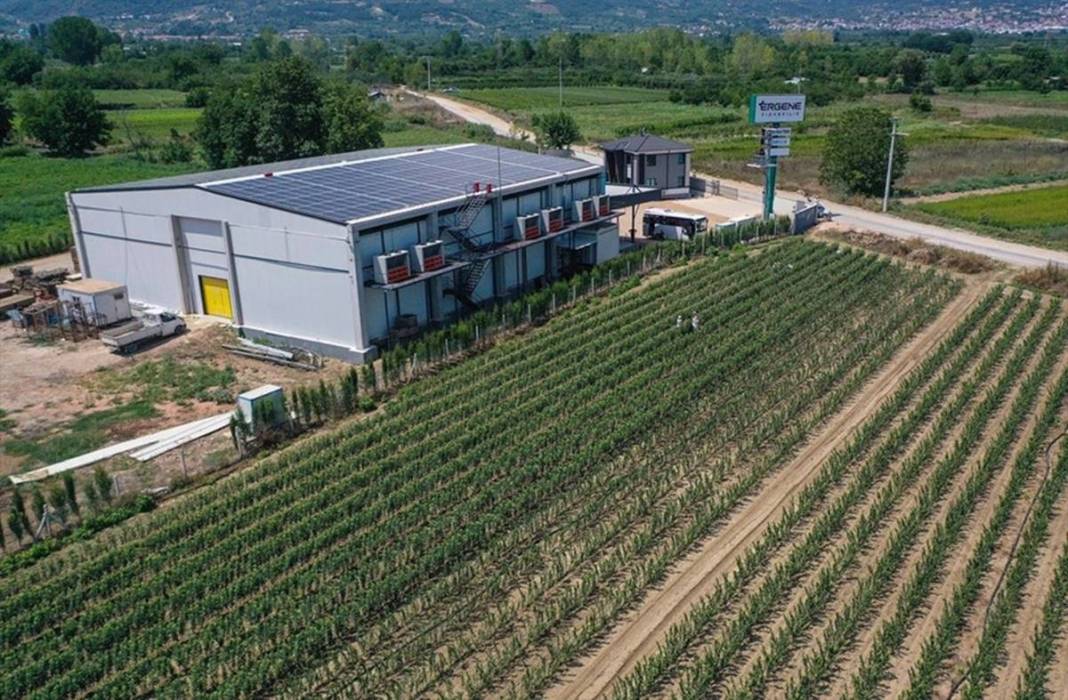 Yılda bir milyon meyve fidanı üretip ihraç ediyorlar: Elektrik bedava! Öyle bir sistem kurmuşlar ki paraya para demiyorlar 10